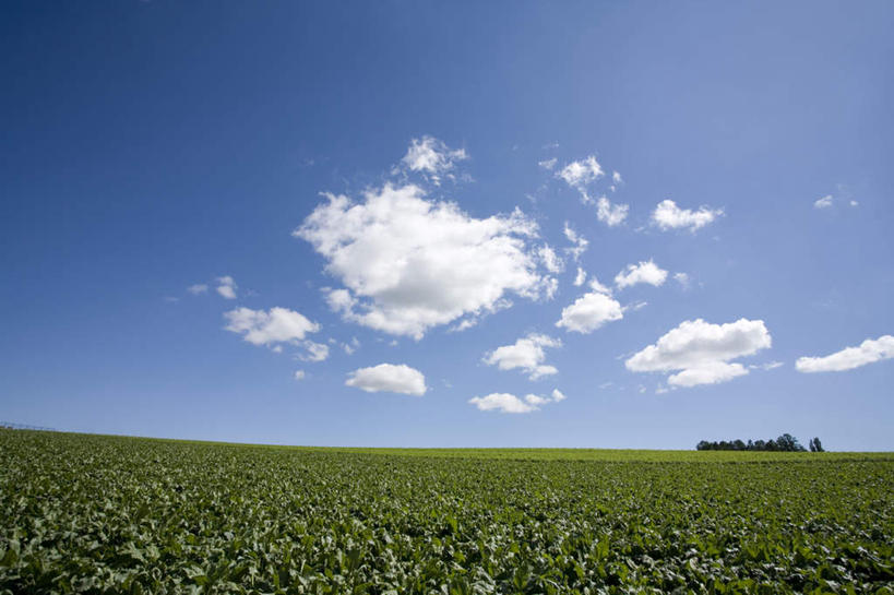 无人,农田,横图,全景,室外,白天,仰视,旅游,度假,庄稼,农作物,美景,天际线,植物,北海道,日本,亚洲,朦胧,模糊,地平线,景观,云,云朵,辽阔,地面,云彩,娱乐,树,树木,蓝色,绿色,白云,蓝天,天空,自然,天,享受,休闲,景色,放松,生长,晴朗,成长,一望无际,自然风光,延伸,东亚,日本国,天地相交,北海道地方,北海道岛,美瑛町,美瑛,晴空,彩图,低角度拍摄,耕地,庄稼田