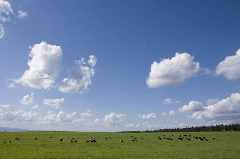 无人,站,横图,全景,室外,白天,仰视,旅游,度假,草地,草坪,美景,天际线,植物,牛,北海道,日本,亚洲,许多,朦胧,模糊,地平线,景观,云,云朵,辽阔,地面,云彩,娱乐,草,蓝色,绿色,白云,蓝天,天空,自然,动物,天,站着,享受,休闲,家畜,景色,放松,牲畜,晴朗,一望无际,自然风光,延伸,东亚,日本国,天地相交,北海道地方,北海道岛,美瑛町,美瑛,晴空,站立,彩图,低角度拍摄,全身