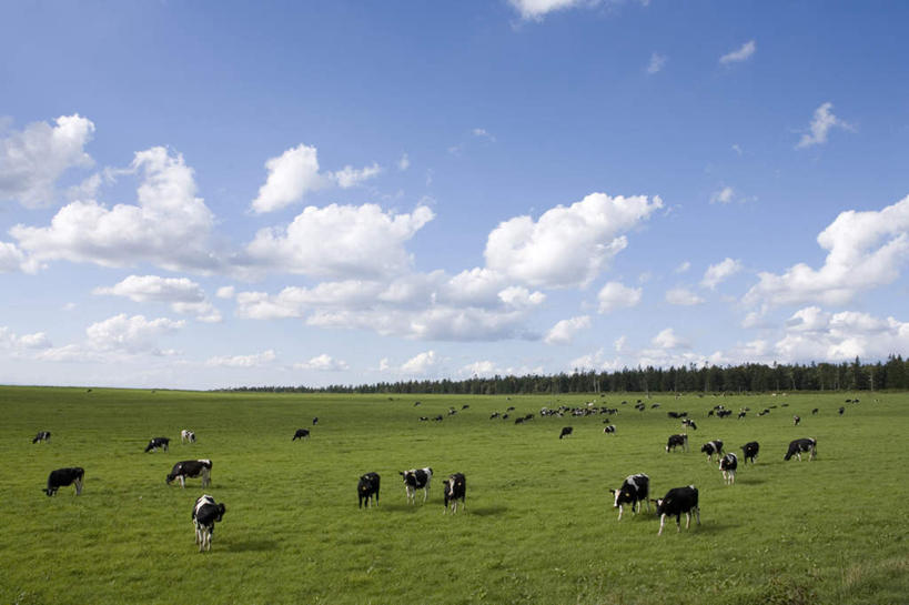 无人,站,横图,全景,室外,白天,仰视,旅游,度假,草地,草坪,美景,天际线,植物,牛,北海道,日本,亚洲,许多,朦胧,模糊,地平线,景观,云,云朵,辽阔,地面,云彩,娱乐,草,蓝色,绿色,白云,蓝天,天空,自然,动物,天,站着,享受,休闲,家畜,景色,放松,牲畜,晴朗,一望无际,自然风光,延伸,东亚,日本国,天地相交,北海道地方,北海道岛,美瑛町,美瑛,晴空,站立,彩图,低角度拍摄,全身