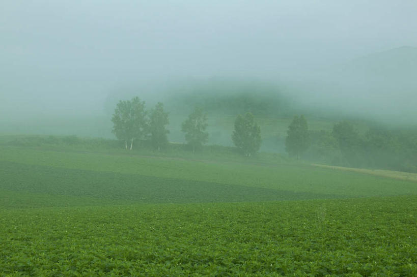 无人,横图,室外,白天,正面,旅游,度假,草地,草坪,美景,树林,植物,雾,北海道,日本,亚洲,一排,朦胧,模糊,整齐,景观,娱乐,草,树,树木,排列,绿色,自然,享受,休闲,景色,放松,生长,成长,迷雾,队列,自然风光,东亚,日本国,北海道地方,北海道岛,美瑛町,美瑛,大雾,彩图