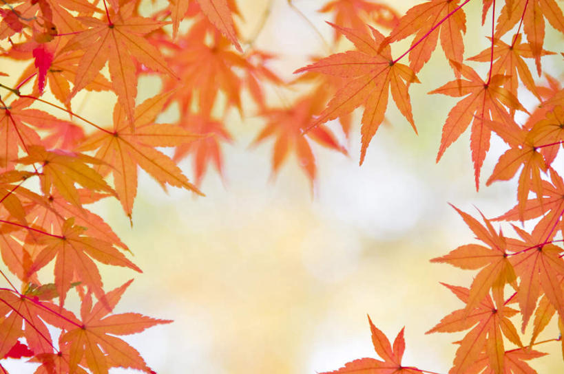 无人,横图,室外,特写,白天,正面,旅游,度假,美景,静物,叶子,许多,朦胧,模糊,景观,枫叶,枯叶,落叶,娱乐,黄色,红色,自然,享受,休闲,景色,放松,枫树叶,自然风光,叶,叶片,彩图