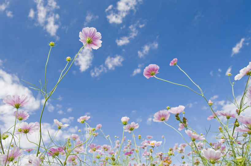 无人,横图,室外,白天,仰视,旅游,度假,自由,幸福,美景,日本,亚洲,许多,朦胧,模糊,盛开,景观,云,云朵,波斯菊,花蕾,云彩,娱乐,花,花瓣,花朵,鲜花,蓝色,白色,白云,蓝天,天空,自然,天,花苞,花蕊,清洁,享受,休闲,菊花,景色,放松,大波斯菊,晴朗,吉祥,自然风光,东亚,本州,茨城,茨城县,关东地方,本州岛,日本国,高洁,秋英,格桑花,秋樱,扫帚梅,八瓣梅,初恋,多情,晴空,彩图,低角度拍摄,时光
