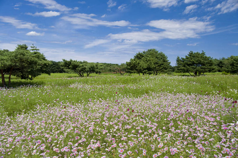 无人,横图,室外,白天,正面,旅游,度假,自由,幸福,草地,草坪,美景,树林,植物,日本,亚洲,许多,朦胧,模糊,盛开,景观,云,云朵,波斯菊,花蕾,云彩,娱乐,草,花,花瓣,花朵,鲜花,树,树木,红色,蓝色,绿色,白色,白云,蓝天,天空,自然,天,花苞,花蕊,清洁,享受,休闲,菊花,景色,放松,大波斯菊,生长,晴朗,成长,吉祥,自然风光,东亚,本州,茨城,茨城县,关东地方,本州岛,日本国,高洁,秋英,格桑花,秋樱,扫帚梅,八瓣梅,初恋,多情,晴空,彩图,时光