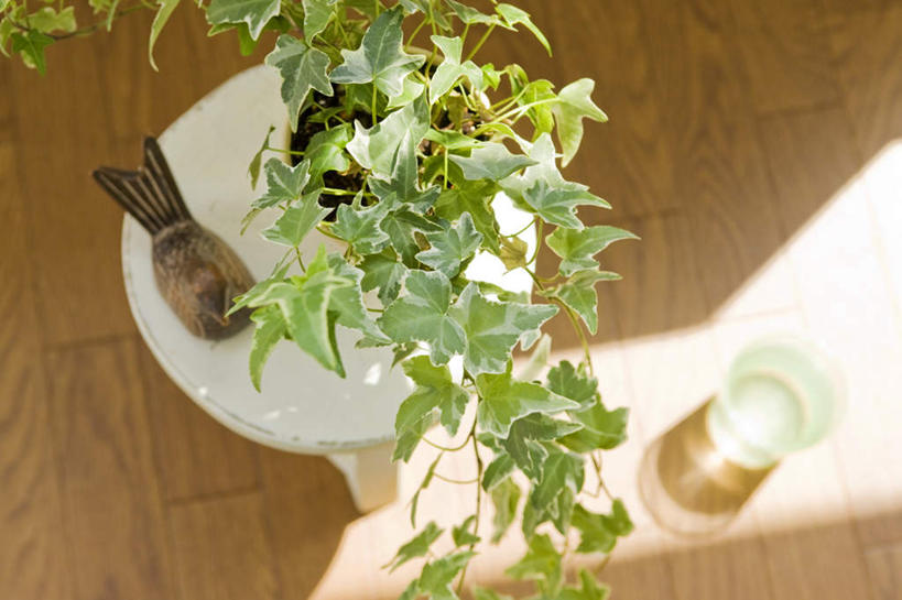 无人,横图,俯视,室内,特写,白天,游戏,餐桌,地板,桌子,鸟,杯子,玩具,叶子,阴影,朦胧,模糊,光线,鸟类,影子,绿叶,地面,一杯,玩,娱乐,木地板,玻璃制品,一个,阳光,水杯,休闲,嫩叶,益智,单个,餐台,活动,木偶,发泄,消遣,智力,宣泄,叶,叶片,玻璃杯,玩耍,嬉戏,彩图,高角度拍摄