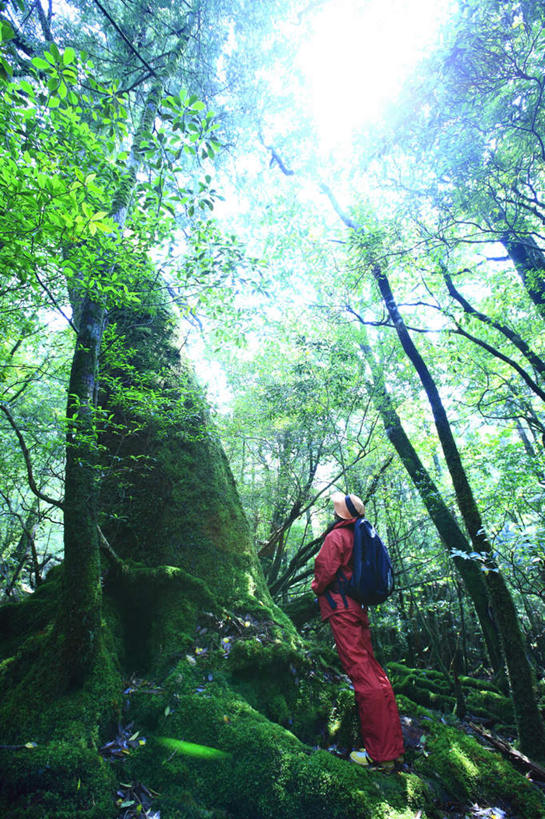 东方人,一个人,站,竖图,室外,白天,仰视,树林,植物,帽子,亚洲,仅一个男性,仅一个人,阴影,朦胧,模糊,光线,包,影子,背光,旅行包,注视,黄种人,树,树木,仅一个年轻男性,绿色,阳光,自然,背包,遮阳帽,看,站着,生长,成长,关注,逆光,旅游包,男人,男性,年轻男性,亚洲人,抬头,仰头,站立,彩图,低角度拍摄,全身,双肩包