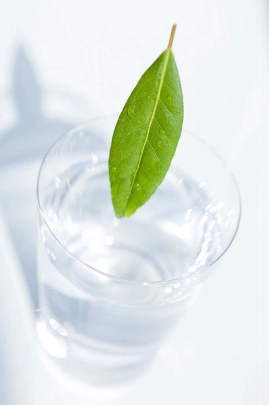 无人,竖图,俯视,室内,特写,白天,水,杯子,叶子,一片,阴影,朦胧,模糊,反射,光线,液体,影子,水滴,绿叶,玻璃制品,阳光,水杯,嫩叶,摄影,影棚,草本,月桂叶,香叶,天竺桂,香桂叶,桂叶,月桂,叶,叶片,玻璃杯,彩图,高角度拍摄,影棚拍摄,拍摄