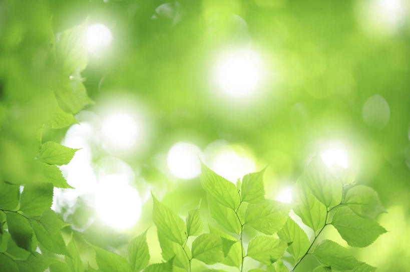 无人,横图,室外,白天,正面,旅游,度假,美景,叶子,许多,朦胧,模糊,景观,绿叶,娱乐,自然,享受,休闲,嫩叶,景色,放松,自然风光,叶,叶片,彩图