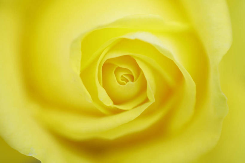 无人,横图,俯视,室内,特写,白天,爱情,幸福,纯洁,热情,玫瑰,朦胧,模糊,盛开,玫瑰花,浪漫,花蕾,花,花瓣,花朵,鲜花,一朵,黄色,花苞,花蕊,温暖,温馨,恩爱,摄影,影棚,和睦,感动,尊敬,天真,刺玫花,徘徊花,彩图,高角度拍摄,影棚拍摄,拍摄,融洽