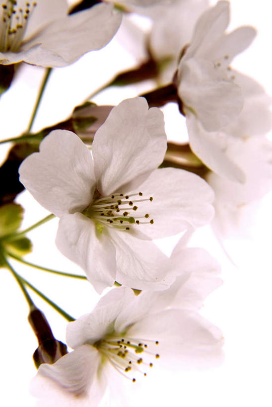 无人,竖图,室内,特写,白天,白色背景,正面,樱花,许多,朦胧,模糊,盛开,花蕾,花,花瓣,花朵,鲜花,粉色,白色,花苞,花蕊,摄影,影棚,仙樱花,福岛樱,青肤樱,荆桃,彩图,影棚拍摄,拍摄