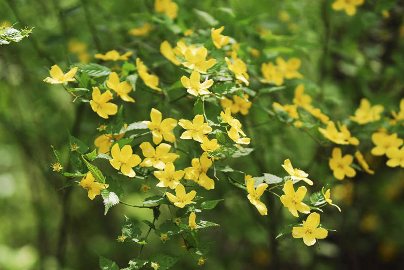 无人,横图,室外,特写,白天,正面,旅游,度假,美景,植物,叶子,朦胧,模糊,景观,绿叶,娱乐,树,树木,绿色,自然,享受,休闲,嫩叶,景色,放松,生长,成长,高贵,自然风光,地藏王花,棣棠花,蜂棠花,黄度梅,麻叶棣棠,叶,叶片,彩图