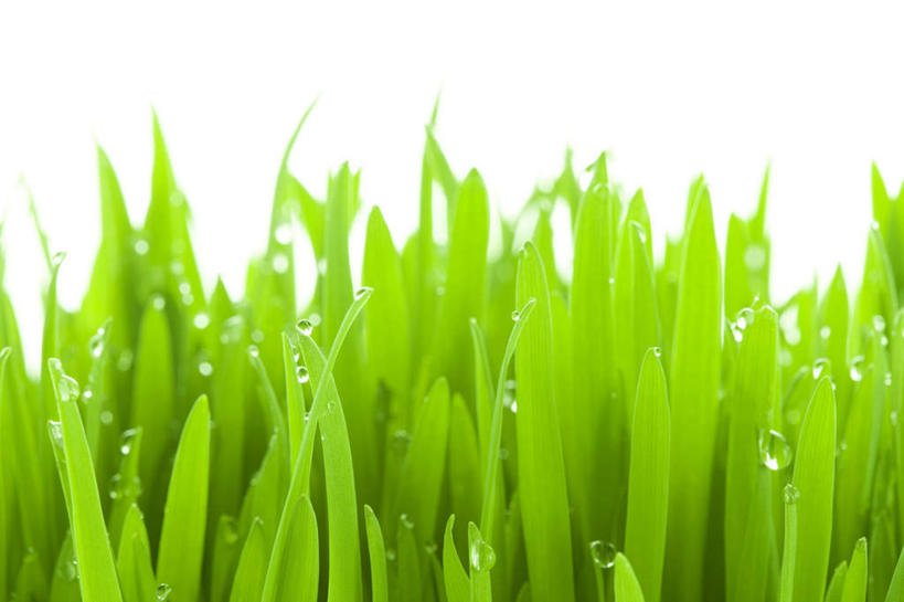 无人,横图,室内,特写,白天,白色背景,正面,草地,草坪,水,植物,朦胧,模糊,液体,水滴,草,绿色,摄影,影棚,彩图,影棚拍摄,拍摄