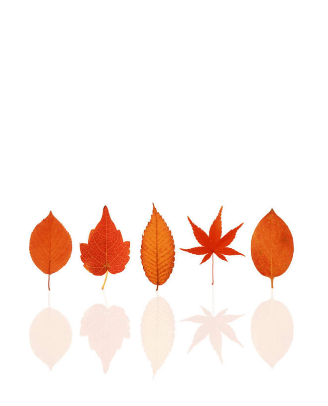 无人,竖图,室内,特写,白天,白色背景,正面,叶子,一排,阴影,朦胧,模糊,整齐,反射,纹理,影子,枫叶,枯叶,落叶,五片,排列,黄色,红色,摄影,影棚,枫树叶,队列,肌理,叶,叶片,叶脉,彩图,影棚拍摄,拍摄