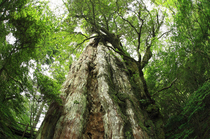 无人,栏杆,横图,室外,白天,广角镜头,鱼眼镜头,仰视,旅游,度假,美景,植物,鹿儿岛,日本,亚洲,一棵,朦胧,模糊,栅栏,景观,篱笆,围栏,娱乐,护栏,树,树木,蓝色,绿色,蓝天,天空,自然,天,享受,休闲,景色,放松,生长,晴朗,成长,自然风光,东亚,万里无云,日本国,九州本岛,九州,九州岛,九州地方,鹿儿岛县,晴空,晴空万里,彩图,低角度拍摄
