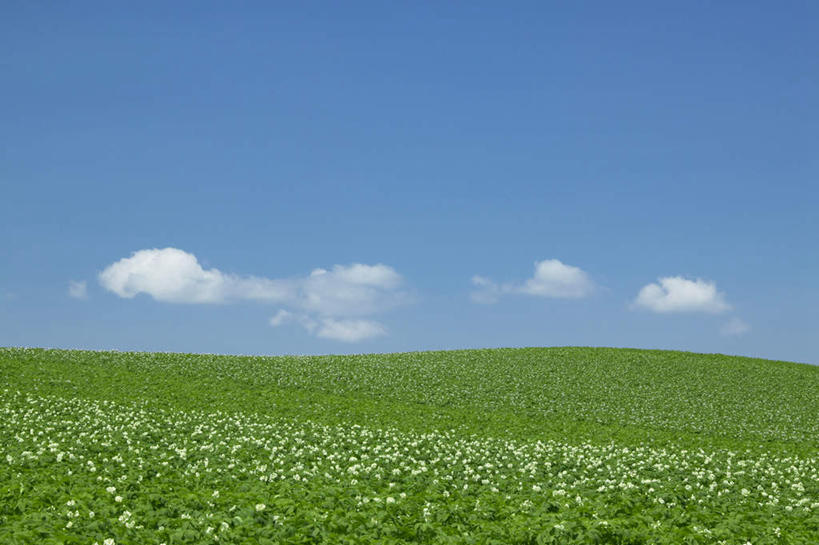 无人,横图,室外,白天,正面,旅游,度假,草地,草坪,花海,花圃,美景,植物,叶子,北海道,日本,亚洲,许多,朦胧,模糊,盛开,景观,云,云朵,花蕾,云彩,娱乐,草,花,花瓣,花朵,花卉,鲜花,蓝色,绿色,白色,白云,蓝天,天空,自然,花丛,花束,花田,天,花苞,花蕊,享受,休闲,景色,放松,晴朗,自然风光,东亚,日本国,北海道地方,北海道岛,美瑛町,美瑛,晴空,彩图