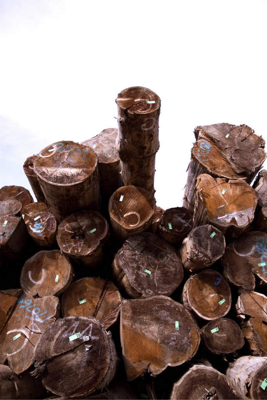 无人,竖图,室外,白天,仰视,一堆,许多,堆叠,堆积,朦胧,模糊,英文,标志,木材,木头,数字,文字,字符,字母,标识,树,蓝色,蓝天,天空,天,木料,晴朗,堆,英文字母,万里无云,晴空,晴空万里,彩图,低角度拍摄