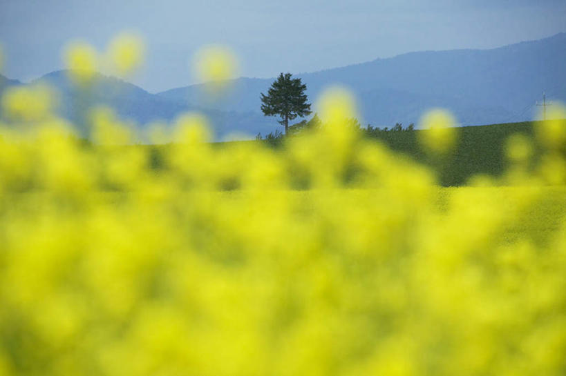 无人,横图,室外,白天,正面,旅游,度假,美景,山,山脉,植物,北海道,日本,亚洲,一棵,许多,朦胧,模糊,盛开,景观,山峰,山峦,花蕾,娱乐,花,花瓣,花朵,鲜花,树,树木,黄色,蓝色,绿色,蓝天,天空,自然,群山,天,花苞,花蕊,油菜花,享受,休闲,景色,放松,生长,晴朗,成长,自然风光,东亚,万里无云,日本国,北海道地方,北海道岛,美瑛町,美瑛,晴空,晴空万里,彩图