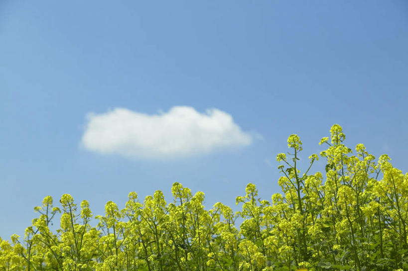 无人,横图,室外,白天,仰视,旅游,度假,花海,花圃,美景,植物,叶子,北海道,日本,亚洲,许多,朦胧,模糊,盛开,景观,云,云朵,花蕾,云彩,娱乐,花,花瓣,花朵,花卉,鲜花,蓝色,绿色,白云,蓝天,天空,自然,花丛,花束,花田,天,花苞,花蕊,享受,休闲,芥菜,景色,放松,晴朗,自然风光,东亚,大头菜,日本国,北海道地方,北海道岛,美瑛町,盖菜,美瑛,晴空,彩图,低角度拍摄