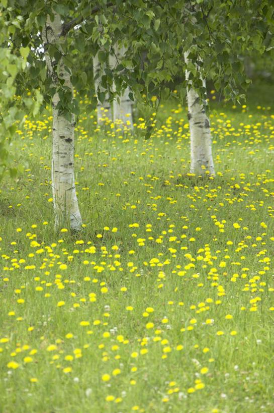 无人,竖图,俯视,室外,白天,旅游,度假,草地,草坪,美景,植物,北海道,日本,亚洲,朦胧,模糊,盛开,景观,花蕾,娱乐,草,花,花瓣,花朵,鲜花,树,树木,黄色,绿色,自然,花苞,花蕊,享受,休闲,景色,放松,生长,成长,自然风光,东亚,日本国,北海道地方,北海道岛,美瑛町,美瑛,彩图,高角度拍摄