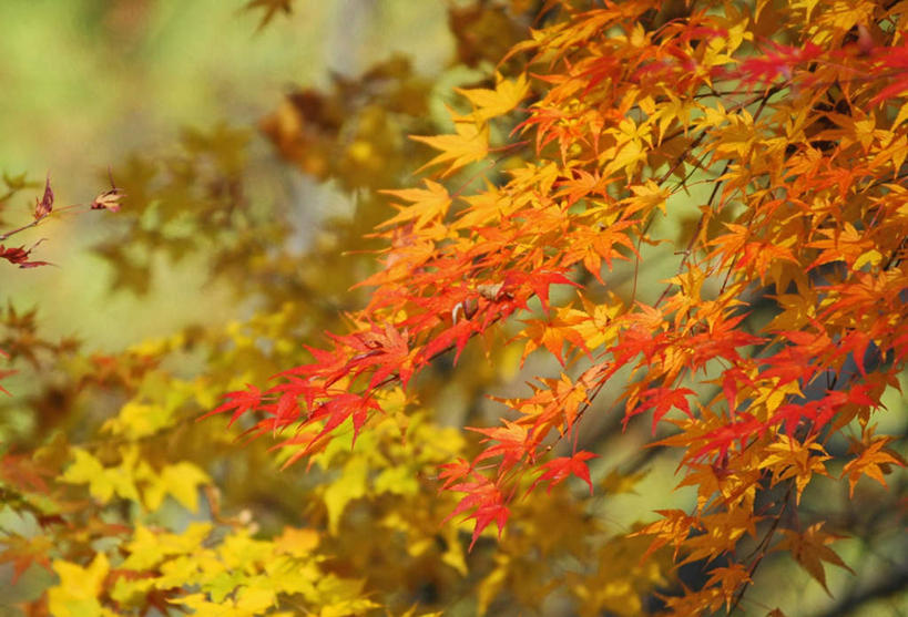 无人,横图,室外,白天,正面,旅游,度假,美景,叶子,许多,阴影,朦胧,模糊,光线,影子,景观,枫叶,枯叶,落叶,娱乐,黄色,红色,阳光,自然,享受,休闲,景色,放松,枫树叶,自然风光,叶,叶片,彩图