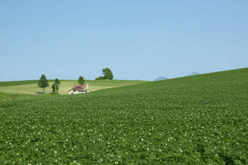 无人,家,横图,室外,白天,正面,旅游,度假,草地,草坪,美景,植物,北海道,日本,亚洲,阴影,光线,影子,房屋,屋子,景观,公寓,娱乐,洋房,楼房,住宅,草,树,树木,蓝色,绿色,蓝天,天空,阳光,自然,天,享受,休闲,景色,放松,生长,晴朗,成长,自然风光,东亚,万里无云,日本国,北海道地方,北海道岛,晴空,晴空万里,彩图,房子