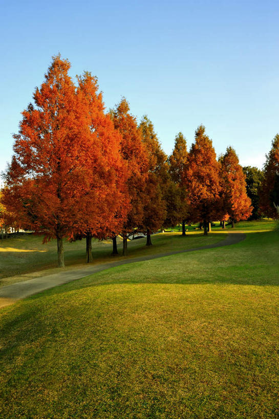 无人,竖图,室外,白天,正面,旅游,度假,草地,草坪,美景,植物,日本,亚洲,一排,阴影,整齐,光线,影子,景观,云,云朵,云彩,娱乐,草,树,树木,排列,黄色,蓝色,绿色,白云,蓝天,天空,阳光,自然,天,享受,休闲,景色,放松,大阪,生长,成长,队列,自然风光,东亚,本州,大阪府,本州岛,日本国,近畿地方,近畿,彩图