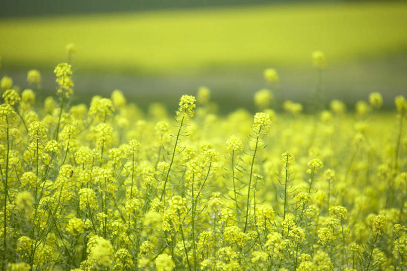 无人,农田,横图,室外,白天,正面,旅游,度假,庄稼,农作物,美景,北海道,日本,亚洲,阴影,朦胧,模糊,盛开,光线,影子,景观,花蕾,娱乐,花,花瓣,花朵,鲜花,黄色,阳光,自然,花苞,花蕊,享受,休闲,芥菜,景色,放松,自然风光,东亚,大头菜,日本国,北海道地方,北海道岛,盖菜,彩图,耕地,庄稼田