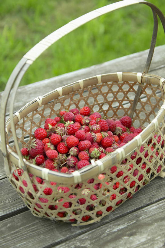 无人,农田,竖图,俯视,室外,白天,旅游,度假,庄稼,农作物,草地,草坪,美景,植物,草莓,浆果,水果,椅子,北海道,日本,亚洲,一堆,阴影,堆叠,堆积,新鲜,光线,木制,篮子,影子,长椅,木椅,景观,生食,食品,果实,娱乐,草,食物,一个,红色,绿色,阳光,自然,木制品,享受,休闲,景色,放松,有机食品,绿色食品,单个,堆,自然风光,东亚,日本国,北海道地方,北海道岛,洋莓,水果皇后,红莓,地莓,彩图,高角度拍摄,耕地,庄稼田