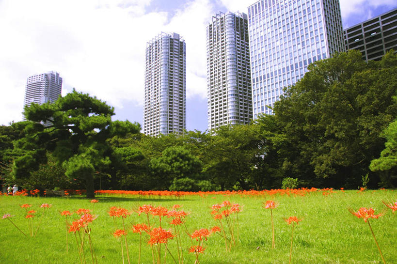 无人,高楼大厦,横图,室外,白天,仰视,旅游,度假,草地,草坪,美景,植物,大厦,建筑,摩天大楼,东京,日本,亚洲,阴影,盛开,光线,影子,景观,云,云朵,花蕾,云彩,娱乐,草,花,花瓣,花朵,鲜花,树,树木,黄色,蓝色,绿色,白云,蓝天,天空,阳光,自然,天,花苞,花蕊,享受,休闲,景色,放松,生长,成长,自然风光,东亚,本州,关东地方,本州岛,日本国,东京都,蜘蛛百合,笹蟹百合,螫蟹花,水鬼蕉,蜘蛛兰,天生丽质,彩图,低角度拍摄,大楼,高层建筑,高楼,摩天楼