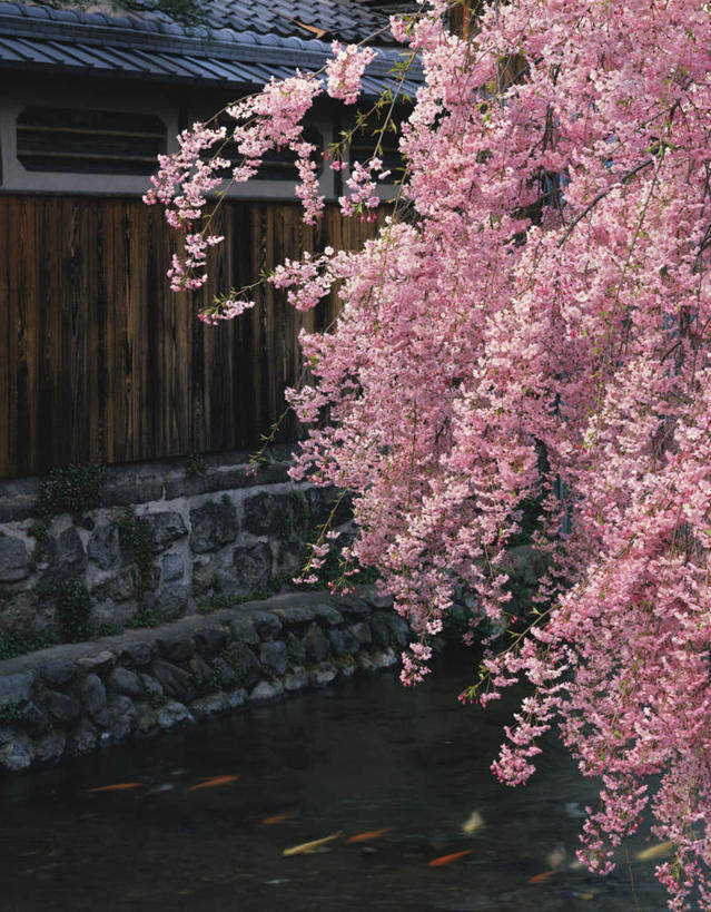 无人,家,竖图,室外,白天,正面,旅游,度假,美景,植物,樱花,京都,日本,亚洲,许多,阴影,盛开,光线,影子,房屋,墙,屋子,景观,走道,走廊,过道,花蕾,娱乐,楼房,墙壁,墙面,住宅,花,花瓣,花朵,鲜花,树,树木,粉色,绿色,阳光,自然,花苞,花蕊,享受,休闲,景色,放松,京都府,生长,成长,自然风光,东亚,本州,本州岛,日本国,近畿地方,近畿,仙樱花,福岛樱,青肤樱,荆桃,彩图,房子