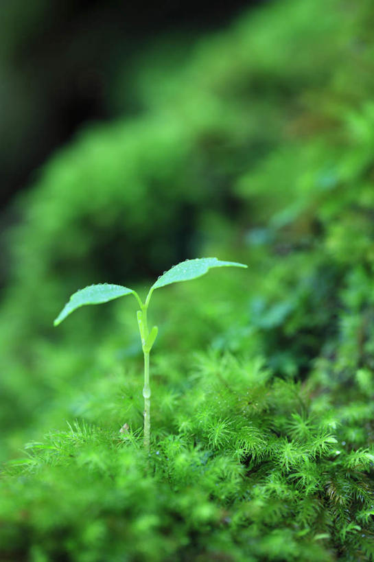 无人,竖图,俯视,室外,特写,白天,旅游,度假,草地,草坪,美景,植物,叶子,阴影,朦胧,模糊,光线,影子,景观,绿叶,娱乐,草,一个,绿色,阳光,自然,享受,休闲,嫩叶,景色,放松,生长,单个,成长,生机,希望,自然风光,秧苗,叶,叶片,彩图,高角度拍摄