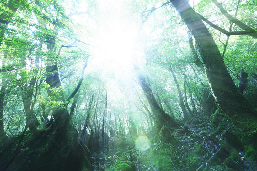 无人,横图,室外,白天,仰视,旅游,度假,草地,草坪,石头,美景,植物,鹿儿岛,日本,亚洲,阴影,光线,石子,影子,景观,娱乐,草,树,树木,蓝色,绿色,蓝天,天空,阳光,自然,天,享受,休闲,景色,放松,生长,成长,自然风光,东亚,日本国,九州本岛,九州,九州岛,九州地方,鹿儿岛县,石块,彩图,低角度拍摄