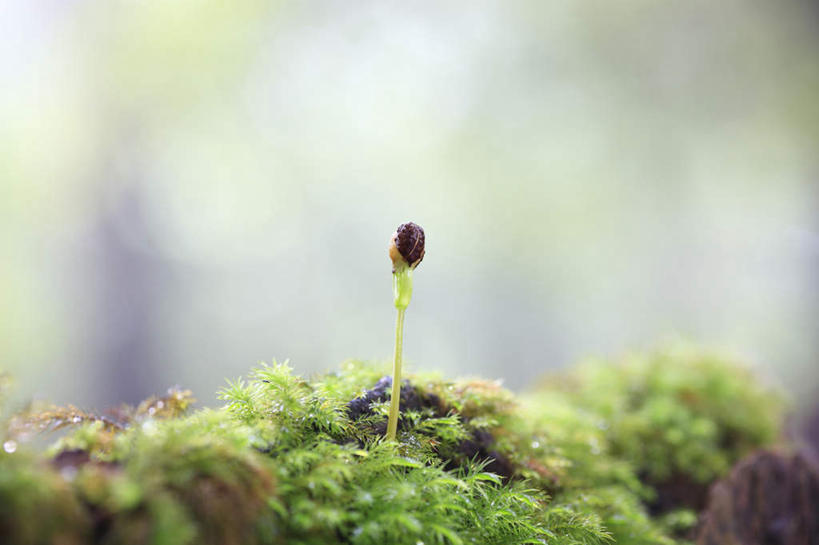 无人,横图,室外,特写,白天,正面,旅游,度假,草地,草坪,石头,美景,植物,鹿儿岛,日本,亚洲,一棵,阴影,朦胧,模糊,光线,石子,影子,景观,雪松,娱乐,草,绿色,阳光,自然,享受,休闲,景色,放松,生机,希望,自然风光,东亚,秧苗,日本国,九州本岛,九州,九州岛,九州地方,鹿儿岛县,石块,彩图