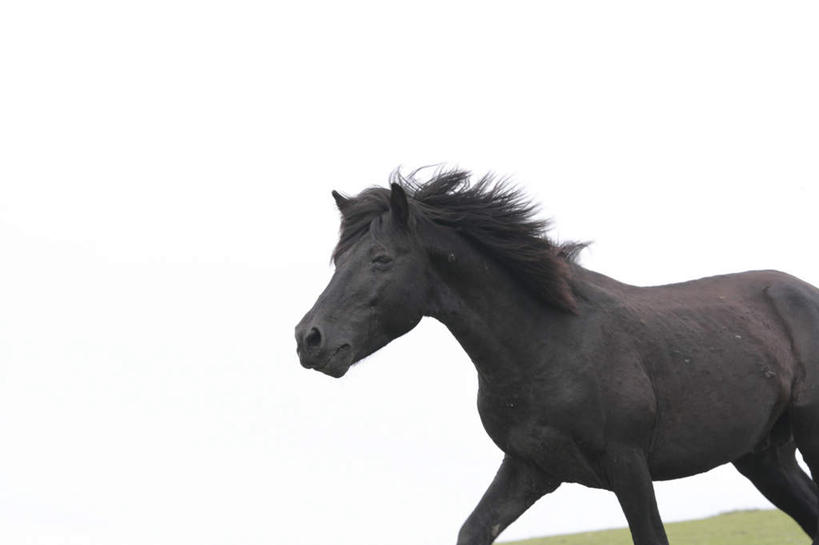 无人,跑,横图,室外,白天,侧面,旅游,度假,草地,草坪,植物,马,野生动物,阴影,光线,影子,注视,娱乐,一匹,草,蓝色,绿色,黑色,蓝天,天空,阳光,动物,天,观察,看,享受,休闲,放松,运输,牲畜,晴朗,观看,察看,关注,万里无云,晴空,晴空万里,跑步,半身,彩图