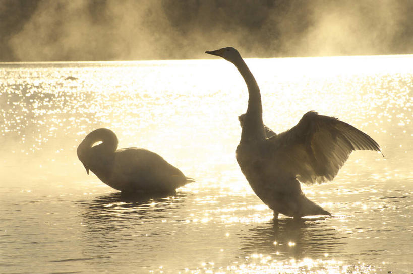 无人,站,横图,室外,白天,正面,旅游,度假,日出,海浪,海洋,美景,太阳,鸟,野生动物,天鹅,北海道,日本,亚洲,波纹,鸟类,景观,浪花,朝霞,晨曦,黎明,扭头,注视,娱乐,白色,水纹,阳光,自然,海水,动物,波浪,观察,看,站着,转头,两只,享受,休闲,景色,放松,可爱,观看,察看,关注,自然风光,海景,东亚,日本国,北海道地方,北海道岛,大海,风浪,海,海水的波动,近岸浪,涌浪,朝阳,鹄,抬头,仰头,站立,彩图,全身,破晓