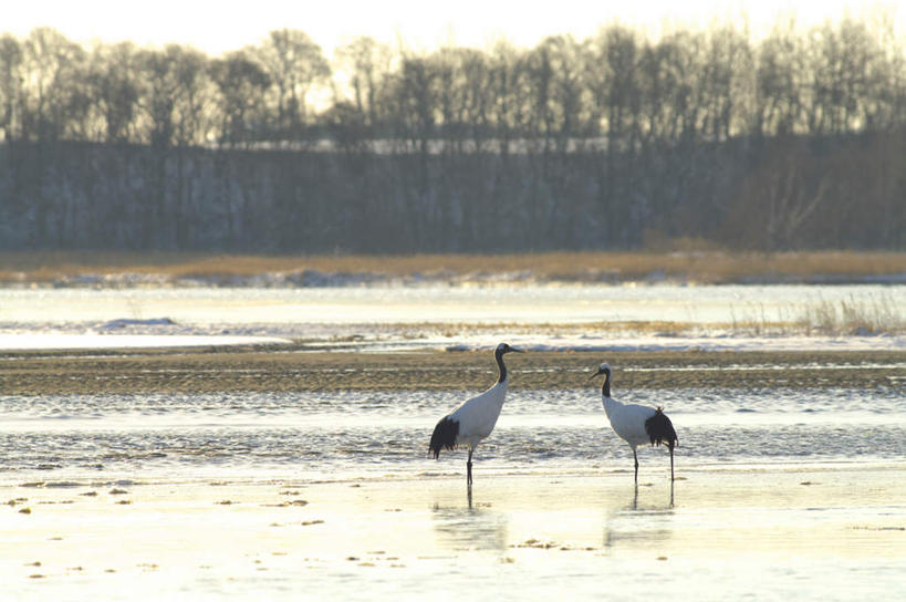 无人,站,横图,室外,白天,正面,旅游,度假,草地,草坪,河流,美景,水,植物,丹顶鹤,野生动物,北海道,日本,亚洲,阴影,波纹,光线,鹤,影子,河水,景观,水流,注视,娱乐,草,树,树木,蓝色,绿色,白色,蓝天,水纹,天空,阳光,自然,动物,波浪,天,观察,看,站着,两只,享受,休闲,景色,放松,可爱,活泼,生长,成长,观看,察看,关注,自然风光,东亚,日本国,北海道地方,北海道岛,站立,彩图,全身