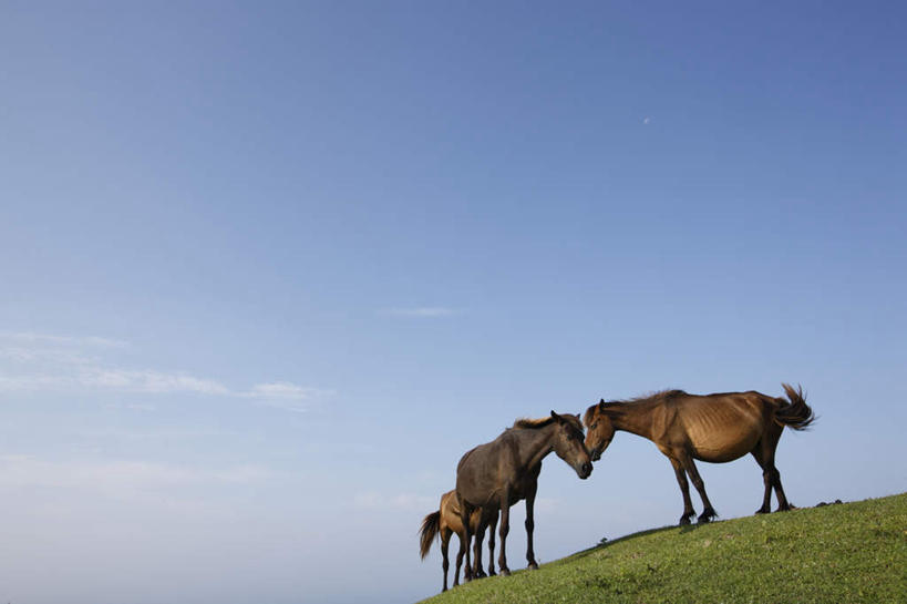 无人,站,横图,室外,白天,正面,旅游,度假,草地,草坪,美景,植物,马,野生动物,日本,亚洲,阴影,光线,影子,景观,云,云朵,云彩,注视,娱乐,草,黄色,蓝色,绿色,白云,蓝天,天空,阳光,自然,动物,天,观察,看,站着,享受,休闲,景色,放松,运输,牲畜,观看,察看,两匹,关注,自然风光,东亚,日本国,九州本岛,九州,九州岛,九州地方,宫崎,宫崎县,站立,彩图,全身