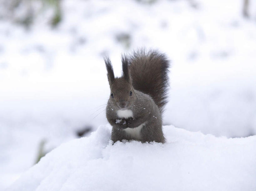 无人,站,捧,摸,横图,室外,白天,正面,旅游,度假,美景,雪,植物,大雪,野生动物,北海道,日本,亚洲,抚摸,朦胧,模糊,积雪,景观,雪景,冬季,冬天,娱乐,树,树木,一只,绿色,黑色,自然,动物,松鼠,站着,享受,休闲,景色,放松,寒冷,可爱,活泼,生长,成长,自然风光,东亚,日本国,北海道地方,北海道岛,严寒,触摸,端,端着,接触,捧着,手捧,站立,彩图,全身
