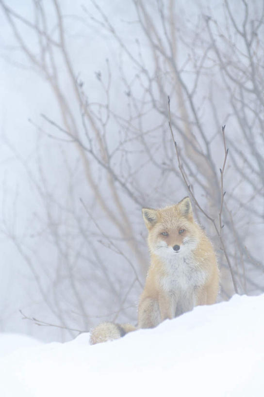 无人,站,竖图,室外,白天,正面,旅游,度假,美景,雪,植物,大雪,狐狸,野生动物,北海道,日本,亚洲,积雪,景观,雪景,冬季,冬天,注视,娱乐,树,树木,一只,黄色,绿色,自然,动物,观察,看,站着,享受,休闲,景色,放松,寒冷,可爱,活泼,生长,成长,观看,察看,关注,自然风光,东亚,日本国,北海道地方,北海道岛,严寒,红狐,站立,彩图,全身