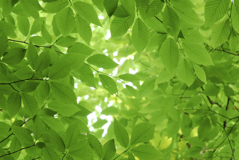 无人,横图,室外,白天,仰视,旅游,度假,美景,植物,叶子,阴影,光线,影子,景观,绿叶,娱乐,树,树木,绿色,阳光,自然,享受,休闲,嫩叶,景色,放松,遮,遮掩,生长,成长,掩盖,遮挡,自然风光,遮盖,掩饰,叶,叶片,彩图,低角度拍摄