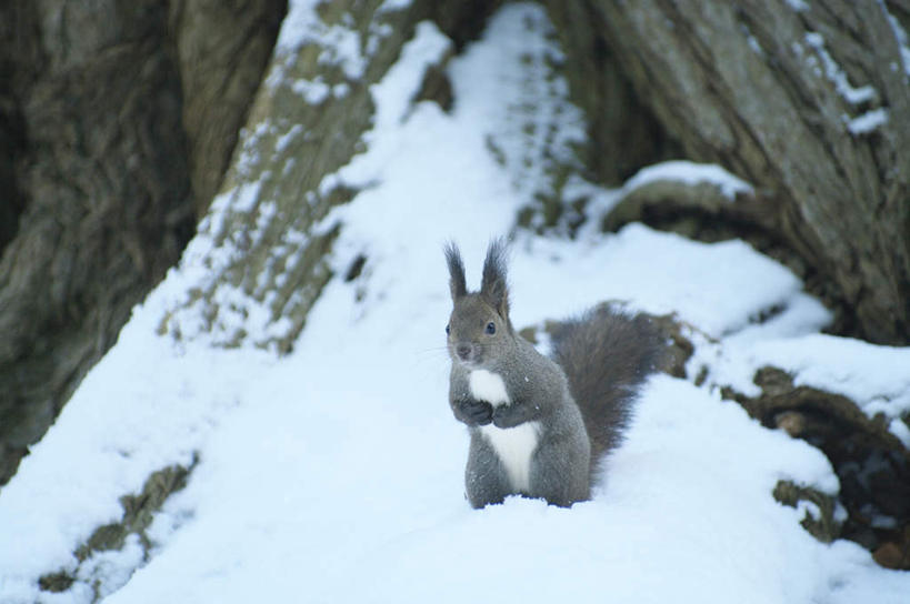 无人,站,横图,俯视,室外,白天,旅游,度假,美景,雪,植物,大雪,野生动物,北海道,日本,亚洲,阴影,反射,影子,积雪,景观,雪景,冬季,冬天,注视,娱乐,树,树木,一只,绿色,自然,动物,松鼠,观察,看,站着,享受,休闲,景色,放松,寒冷,可爱,活泼,生长,成长,观看,察看,关注,自然风光,东亚,日本国,北海道地方,北海道岛,严寒,站立,彩图,高角度拍摄