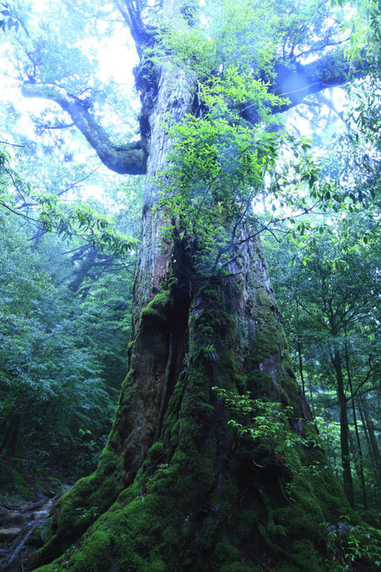 无人,竖图,室外,白天,仰视,旅游,度假,草地,草坪,美景,植物,鹿儿岛,日本,亚洲,阴影,光线,影子,景观,娱乐,草,树,树木,蓝色,绿色,蓝天,天空,阳光,自然,天,享受,休闲,景色,放松,生长,成长,自然风光,东亚,日本国,九州本岛,九州,九州岛,九州地方,鹿儿岛县,彩图,低角度拍摄