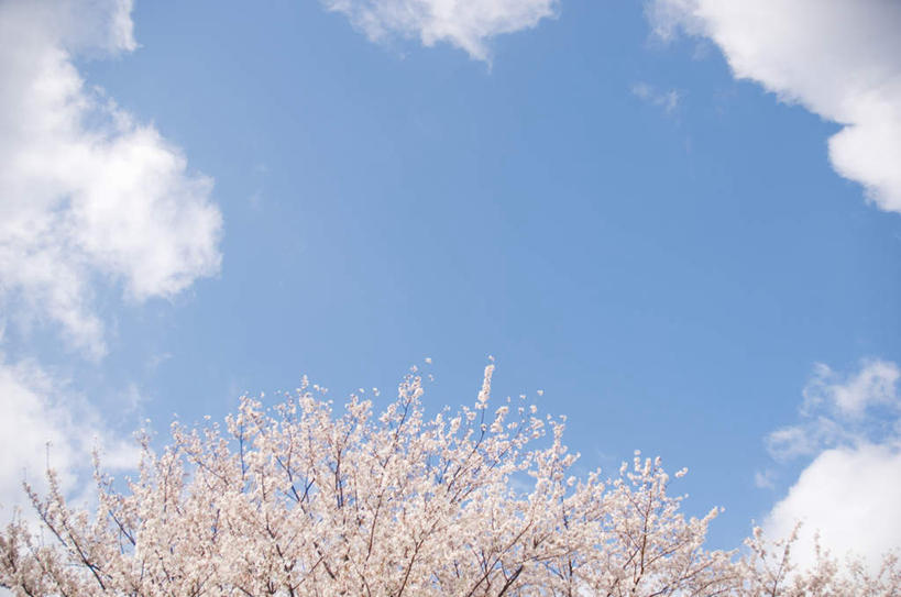 无人,横图,室外,白天,仰视,旅游,度假,美景,植物,樱花,许多,阴影,盛开,光线,影子,景观,云,云朵,花蕾,云彩,娱乐,花,花瓣,花朵,鲜花,树,树木,粉色,蓝色,绿色,白云,蓝天,天空,阳光,自然,天,花苞,花蕊,享受,休闲,景色,放松,生长,成长,自然风光,仙樱花,福岛樱,青肤樱,荆桃,彩图,低角度拍摄