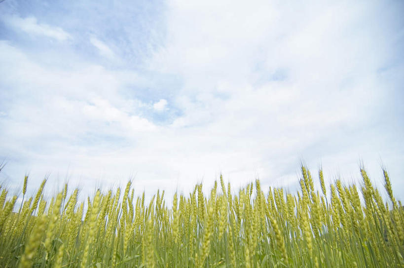 无人,农田,横图,室外,白天,仰视,旅游,度假,庄稼,农作物,小麦,草地,草坪,美景,植物,阴影,光线,影子,景观,云,云朵,谷物,云彩,娱乐,草,蓝色,绿色,白云,蓝天,天空,阳光,自然,天,享受,休闲,稻谷,稻子,景色,放松,麦子,自然风光,彩图,低角度拍摄,耕地,庄稼田