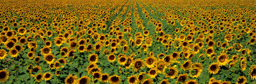 无人,横图,俯视,室外,白天,旅游,度假,草地,草坪,花海,花圃,美景,植物,向日葵,叶子,许多,阴影,盛开,光线,影子,景观,绿叶,花蕾,娱乐,草,花,花瓣,花朵,花卉,鲜花,黄色,绿色,阳光,自然,花丛,花束,花田,花苞,花蕊,享受,休闲,嫩叶,景色,放松,自然风光,朝阳花,葵花,望日莲,向阳花,转日莲,叶,叶片,彩图,高角度拍摄