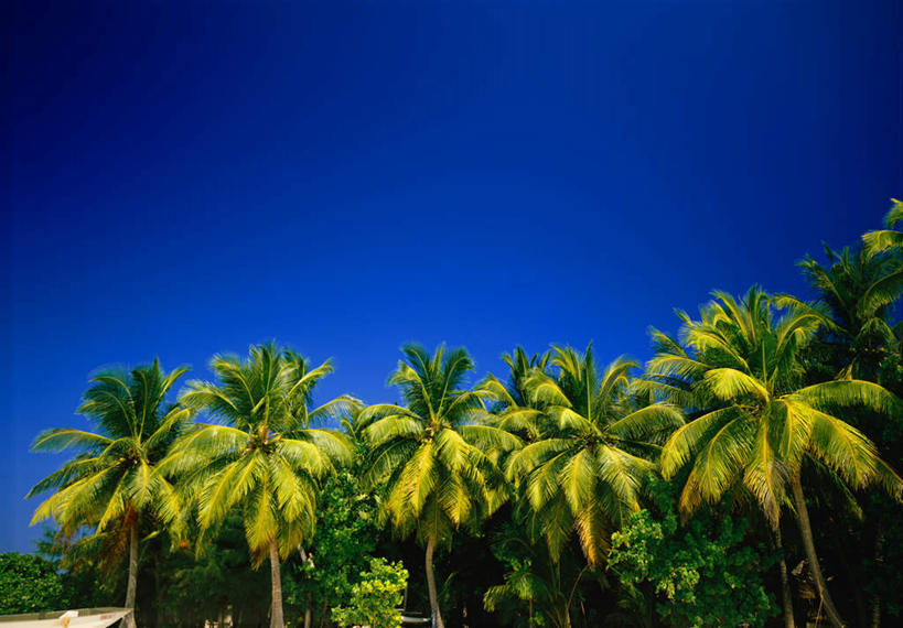 无人,横图,室外,白天,仰视,旅游,度假,美景,树林,植物,棕榈树,叶子,一排,阴影,整齐,光线,影子,景观,绿叶,娱乐,树,树木,排列,蓝色,绿色,蓝天,天空,阳光,自然,天,享受,休闲,嫩叶,景色,放松,生长,晴朗,成长,队列,自然风光,棕榈叶,万里无云,叶,叶片,晴空,晴空万里,彩图,低角度拍摄