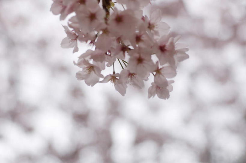 无人,横图,室外,特写,白天,仰视,旅游,度假,美景,植物,樱花,许多,阴影,朦胧,模糊,盛开,光线,影子,景观,花蕾,娱乐,花,花瓣,花朵,鲜花,树,树木,粉色,蓝色,绿色,蓝天,天空,阳光,自然,天,花苞,花蕊,享受,休闲,景色,放松,生长,成长,自然风光,仙樱花,福岛樱,青肤樱,荆桃,彩图,低角度拍摄