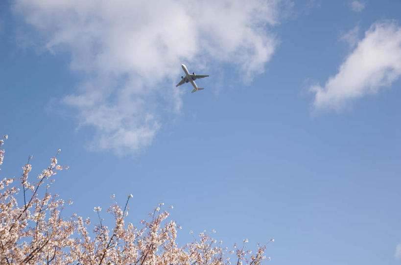 无人,横图,室外,白天,仰视,旅游,度假,美景,植物,飞机,樱花,飞翔,阴影,盛开,飞行,光线,影子,景观,云,云朵,花蕾,云彩,娱乐,航空,花,花瓣,花朵,鲜花,树,树木,粉色,蓝色,绿色,白云,蓝天,天空,阳光,自然,交通工具,天,花苞,花蕊,享受,休闲,景色,放松,一架,生长,成长,客机,自然风光,载具,仙樱花,福岛樱,青肤樱,荆桃,彩图,低角度拍摄