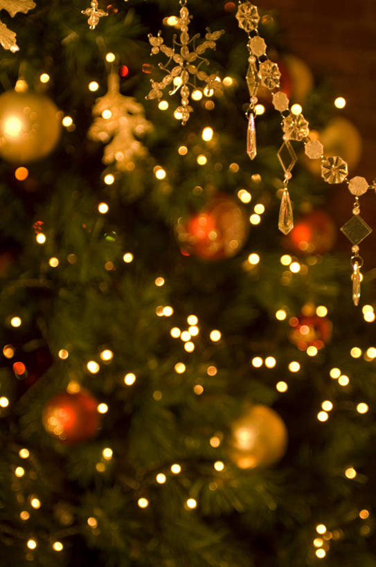 无人,竖图,室内,白天,正面,植物,照明,圣诞节,一棵,许多,悬挂,节日,朦胧,模糊,庆祝,装饰,彩灯,灯光,圣诞树,文化,灯,球,树,树木,绿色,自然,灯具,庆典,球体,生长,成长,纪念,华丽,修饰,照亮,点缀,照明设备,衬托,美观,雅致,雅观,彩图