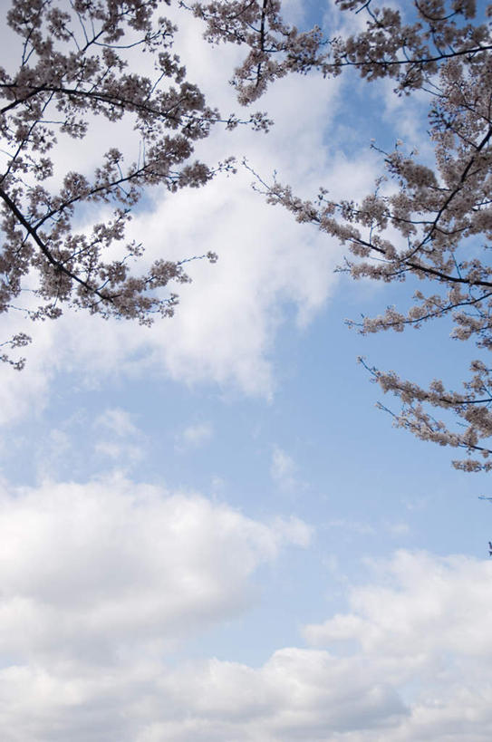 竖图,室外,白天,仰视,旅游,度假,美景,植物,樱花,阴影,盛开,光线,影子,景观,云,云朵,花蕾,云彩,娱乐,花,花瓣,花朵,鲜花,树,树木,粉色,蓝色,绿色,白云,蓝天,天空,阳光,自然,天,花苞,花蕊,享受,休闲,景色,放松,生长,成长,自然风光,仙樱花,福岛樱,青肤樱,荆桃,半身,彩图,低角度拍摄