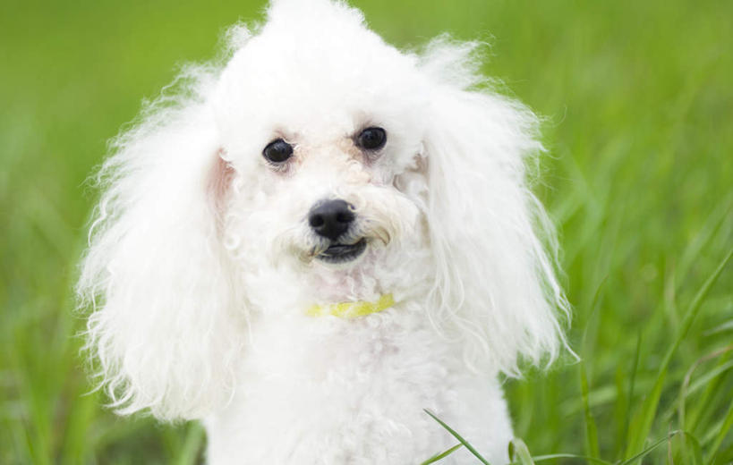 无人,站,横图,俯视,室外,特写,白天,旅游,度假,草地,草坪,植物,宠物,狗,阴影,光线,影子,注视,娱乐,贵宾犬,草,一只,绿色,白色,阳光,动物,观察,看,站着,享受,休闲,放松,可爱,观看,察看,关注,贵妇犬,忠诚,玩具贵宾犬,犬,站立,半身,彩图,高角度拍摄